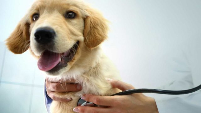 Veterinários deverão notificar ao CCZ casos de leishmaniose visceral canina