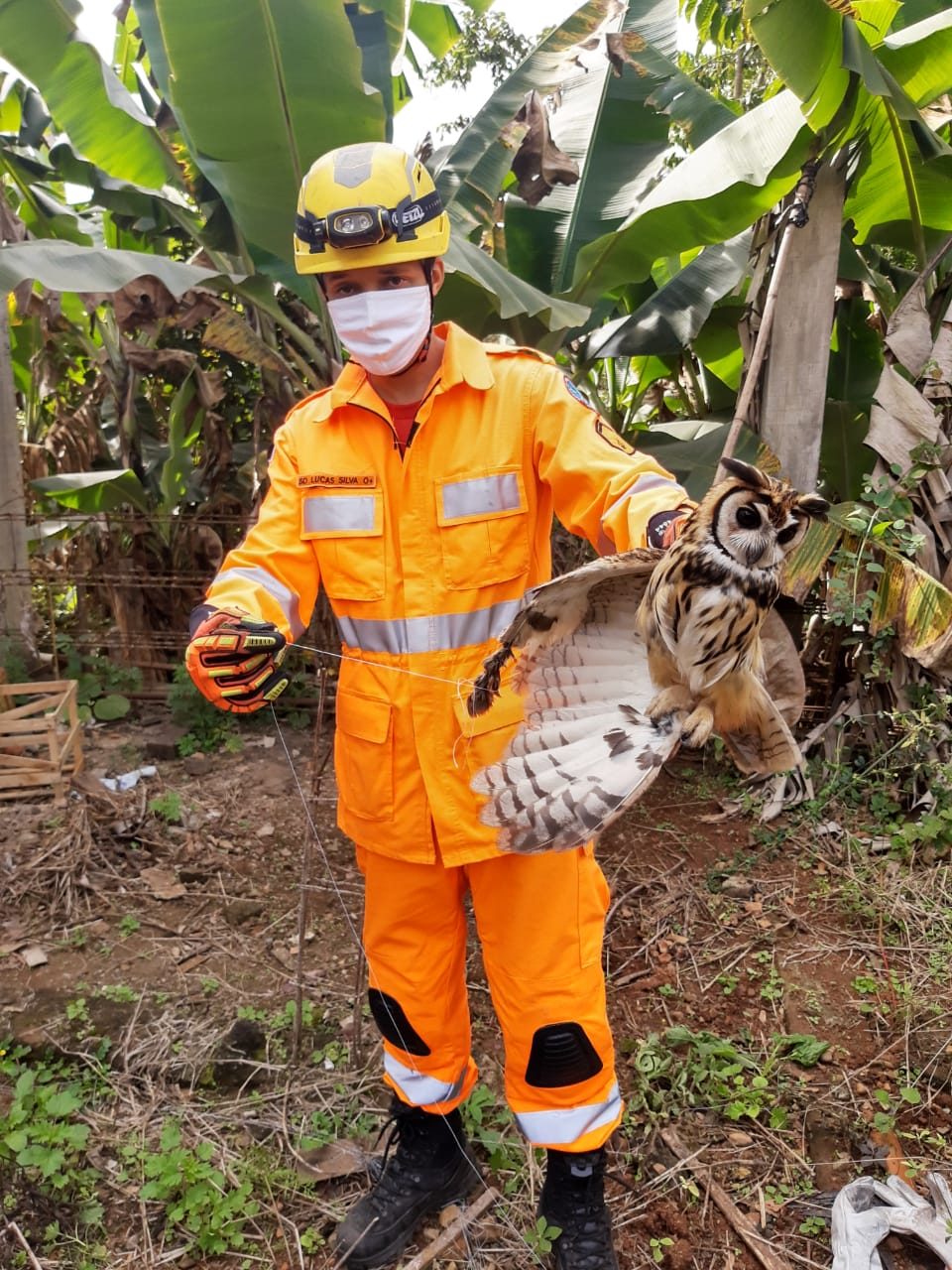 Congonhas: Bombeiros resgatam coruja atingida por linha  de cerol