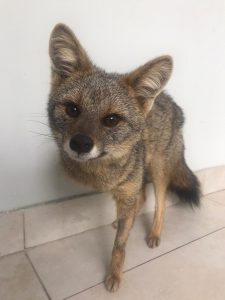 Barbacena: raposa atropelada por trem está se recuperando
