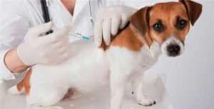 Prossegue a vacinação de cães e gatos em Lafaiete