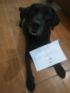 Campanha mobiliza as redes sociais para custear tratamento de cão em Lafaiete