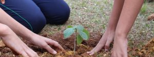 Projeto estimula plantio de árvores e preservação do Cerrado mineiro