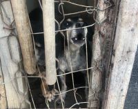 Operação “Sansão em Ação” apura denúncias de maus-tratos a animais em Lafaiete