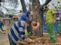 Departamento do Meio Ambiente realiza intervenção para recuperação de árvore