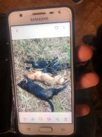 Polícia Civil apura denúncia de cães mortos a pauladas