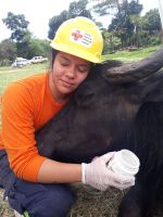 Voluntária lafaietense está em Brotas (SP), ajudando no salvamento dos búfalos abandonados