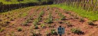 Agricultores familiares testam cultivo de mandioca orgânica e biofortificada
