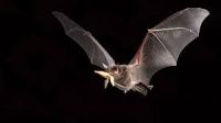 Secretaria de Saúde alerta para o aumento de colônias de morcegos em Lafaiete.-