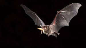 Secretaria de Saúde alerta para o aumento de colônias de morcegos em Lafaiete.-