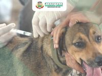 Vacinação de bloqueio contra raiva em cães e gatos acontece neste sábado 05/02 nos bairros Santa Terezinha, Lima Dias, Santa Cruz, Santa Luzia e São Benedito