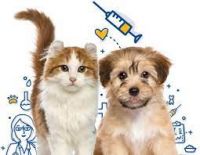 Vacinação contra raiva em cães e gatos  neste sábado 05/02