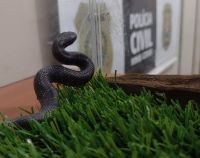 Cobra exótica comercializada ilegalmente é resgatada pela Polícia Civil