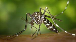 Minas passa de 60 mortes por dengue após registrar 12 vítimas em três dias