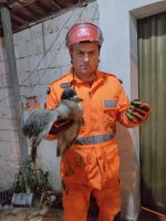 Bombeiros salvam ave ferida por linha de cerol
