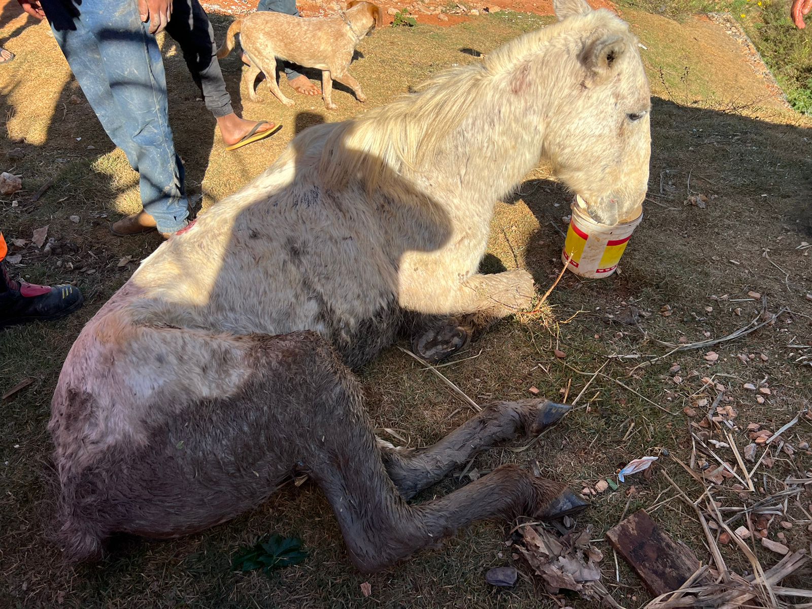 Bombeiros resgatam cavalo que caiu em atoleiro após ser furtado por menor