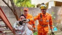 Bombeiros salvam gato que ficou preso no alto de uma árvore por toda a madrugada