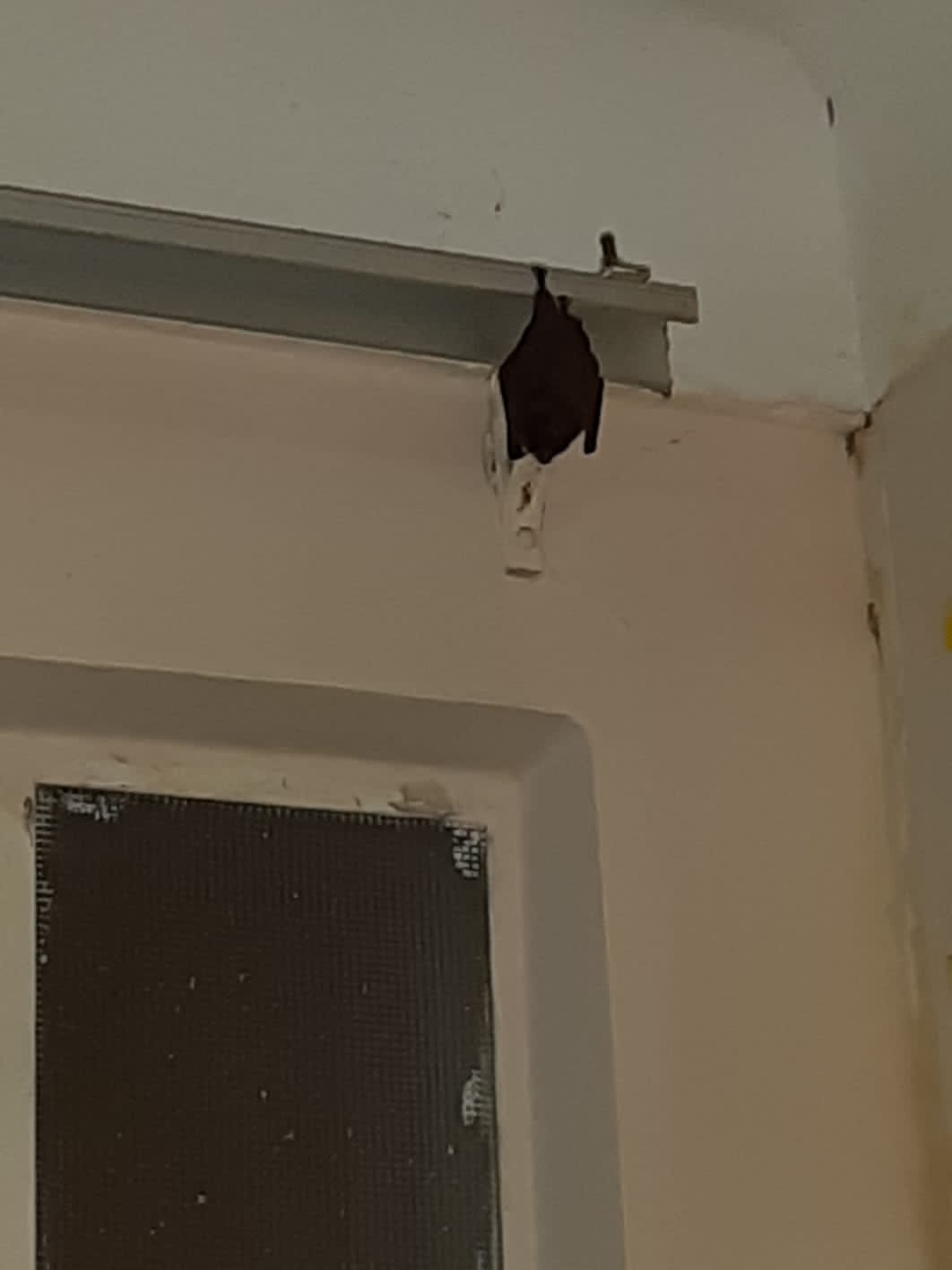 Morcego é capturado dentro de escola infantil