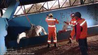 Bombeiros de Congonhas resgatam cavalo preso em cocheira.