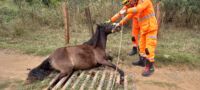 Bombeiros resgatam cavalo preso em mata-burro