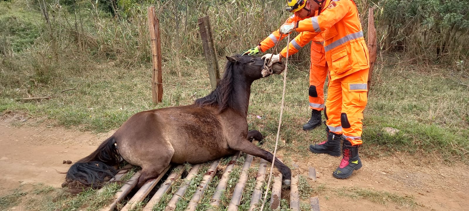 Bombeiros resgatam cavalo preso em mata-burro - Minas Informa