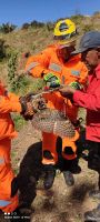 Bombeiros resgatam coruja presa em linha de pipa
