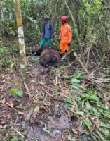 Barbacena – Bombeiros salvam vaca que estava presa em um atoleiro
