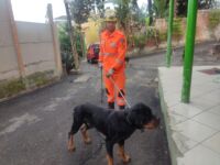 Bombeiros capturam Rottweiler que ameaçava outros animais na rua