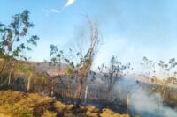 Bombeiros combatem incêndio em plantação de aveia