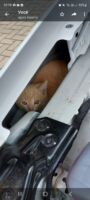 Bombeiros salvam filhote de gato preso em motor deveículo