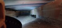 Bombeiros resgatam filhotes de gatos  presos em telhado em conselheiro Lafaiete