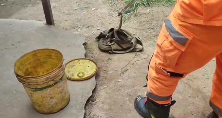 Bombeiros de Congonhas capturam cobra dentro de mochila