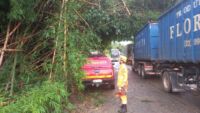 Bombeiros realizam corte de bambuzal que caiu na rodovia