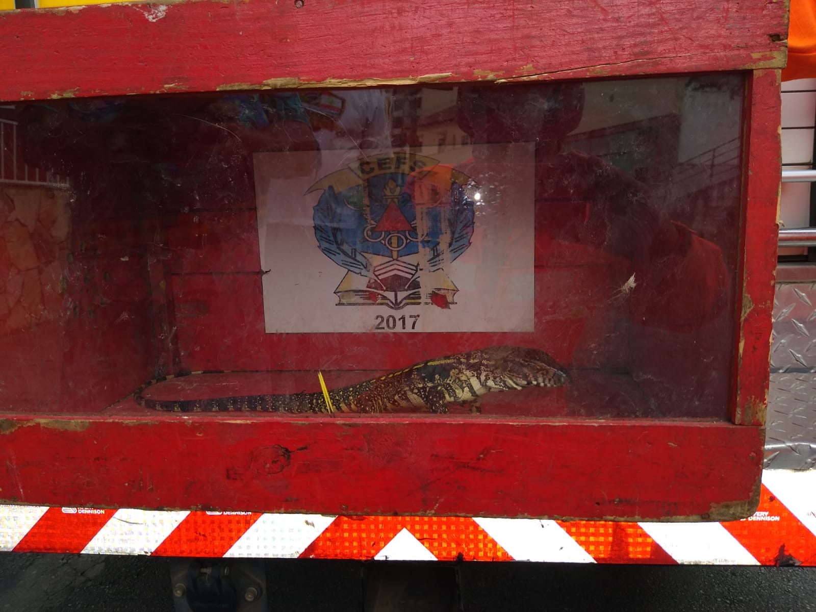 Bombeiros capturam lagarto “”em garagem de residência