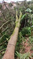 Árvore cai sobre chalé em Congonhas
