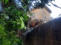 Bombeiros resgatam gambá preso em cerca de aço