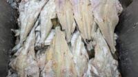 Preço salgado do bacalhau: veja opções de peixes mais em conta para Páscoa