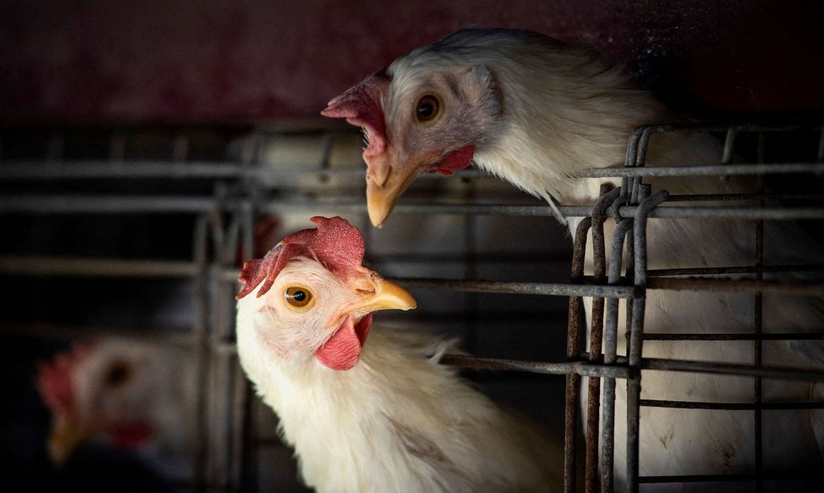 Gripe aviária leva Brasil a decretar emergência zoossanitária