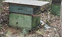 Polícia Civil recupera caixas de abelha furtadas que podem somar R$ 20 mil