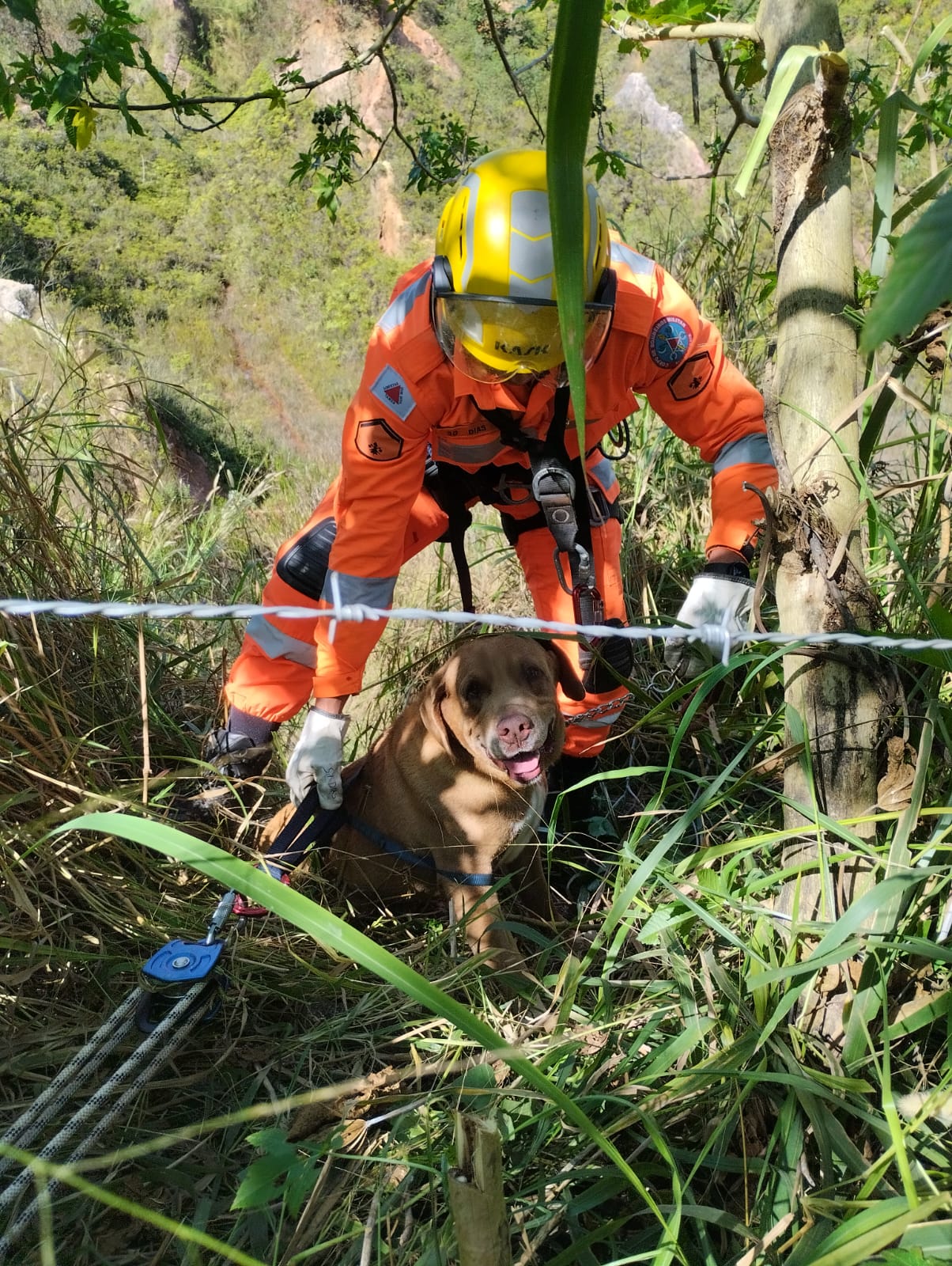 Bombeiros de Lafaiete resgatam cachorro que havia caído de um barranco