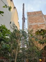Bombeiros cortam árvore com risco iminente de queda no bairro Santa Matilde em Lafaiete