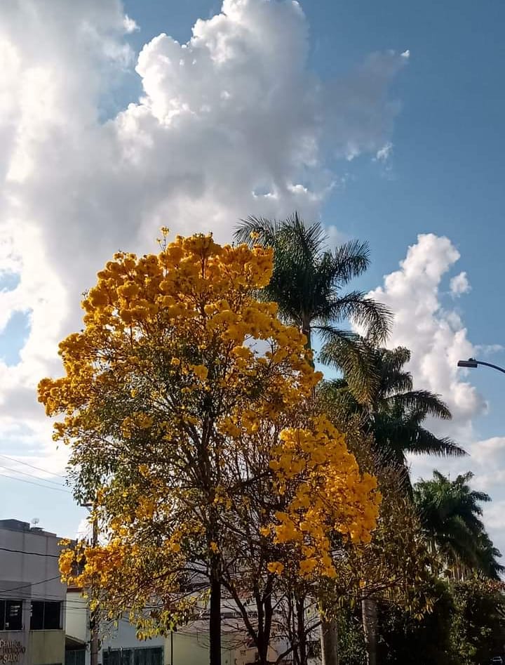 Dia da Árvore – Lafaiete é referencia em Ipês Amarelos