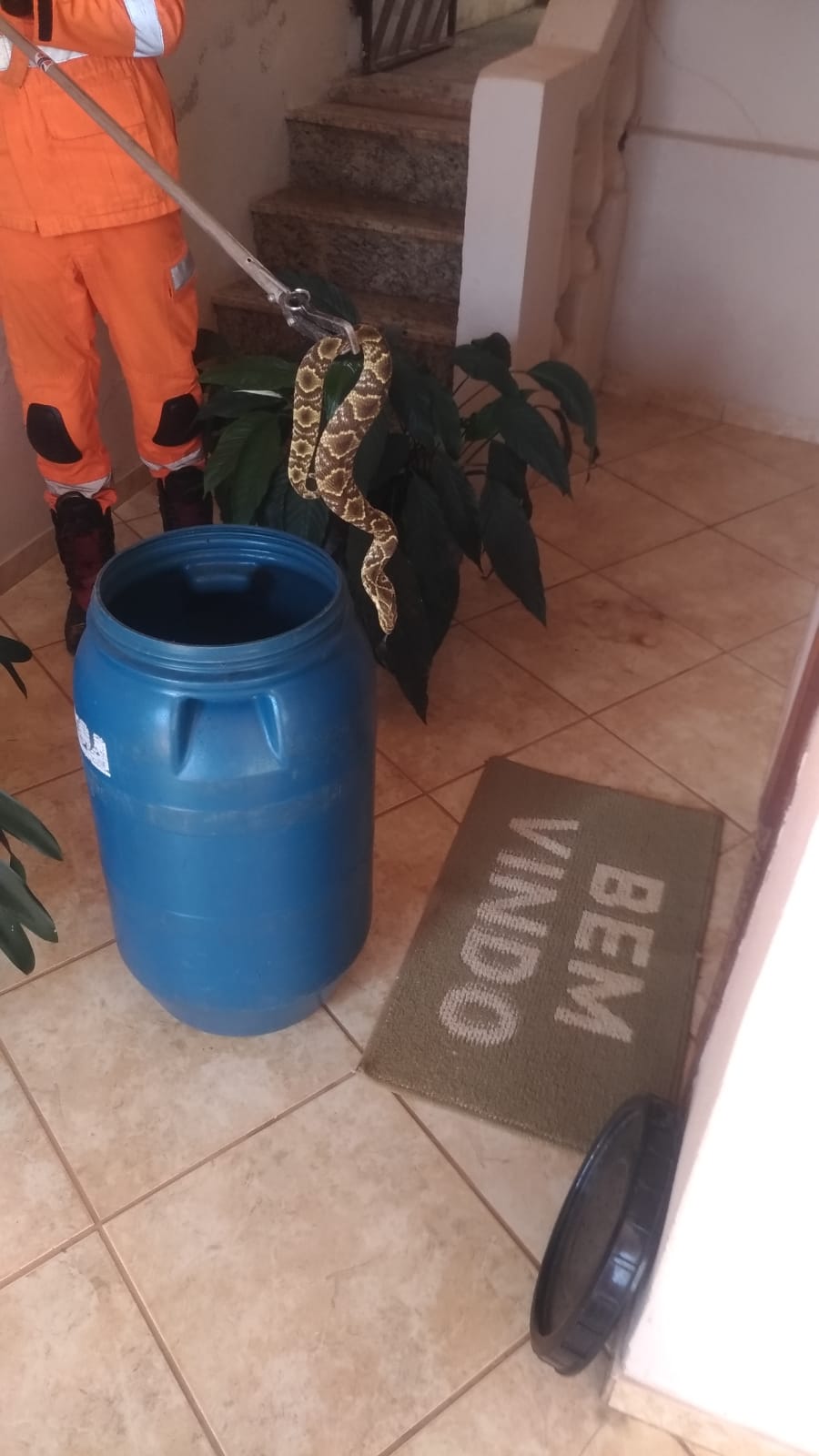 Serpente é capturada em varanda de residência em Lafaiete