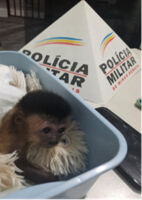 Filhote de macaco Prego é apreendido pela Polícia Ambiental  e três homens são presos