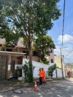 Bombeiros cortam árvore com risco  de queda em Lafaiete