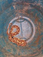 Serpente é capturada no CAPS em Lafaiete