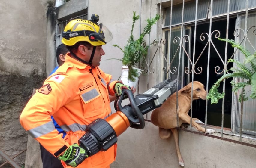 Bombeiros resgatam cão que ficou preso em grade