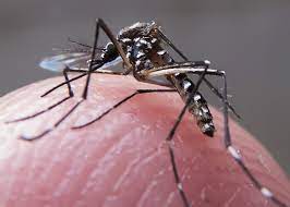 Brasil bate recorde de mortes por dengue em 2023