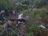 Bombeiros militares resgatam boi atolado em brejo no Bairro São Cristóvão