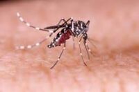 Distrito Federal pedirá apoio do Exército para combater a dengue