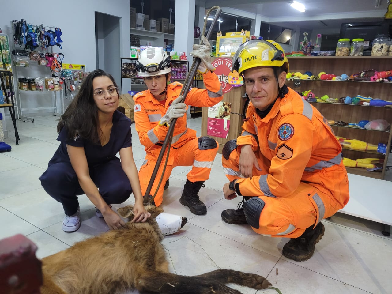 Bombeiros resgatam lobo-guará ferido na zona rural do município de Antônio Carlos